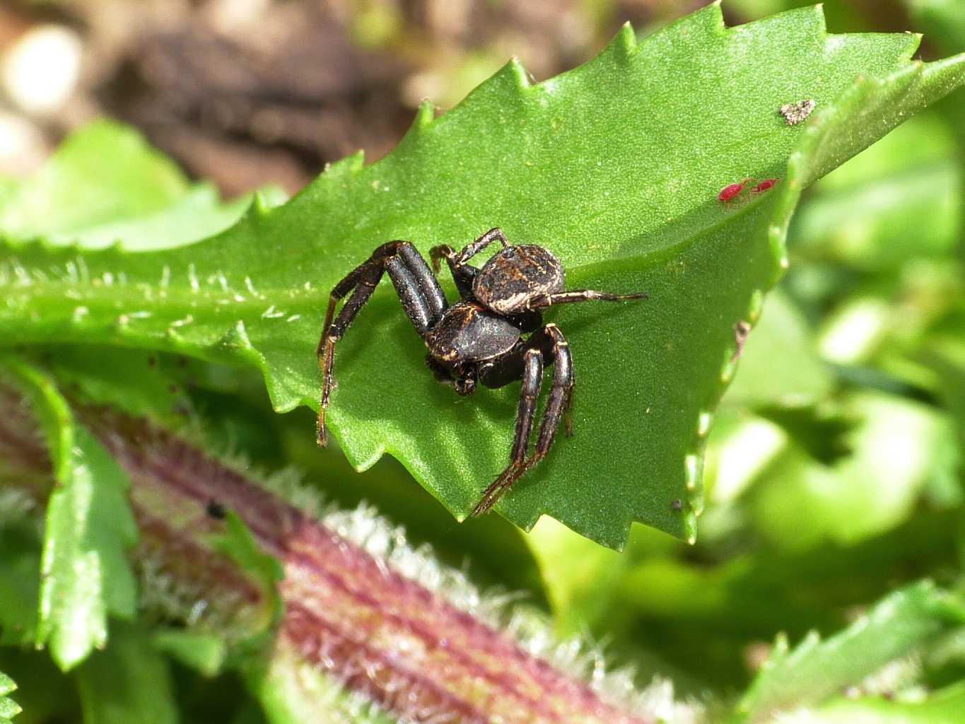 Maschio di Xysticus sp. - Tolfa (RM)